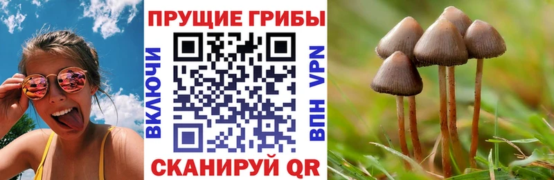 Псилоцибиновые грибы Psilocybine cubensis  цены наркотик  Венёв 